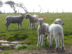 FZ012246 Lambs in field.jpg